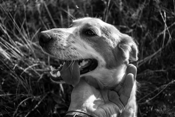Niedliches Hundeporträt. Hund und Hand seines Besitzers. — Stockfoto
