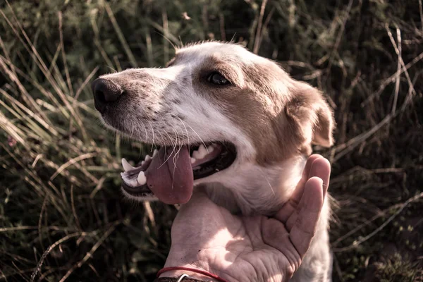 Niedliches Hundeporträt. Hund und Hand seines Besitzers. — Stockfoto