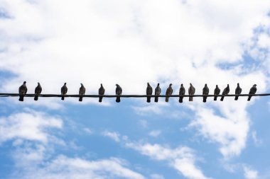 Güvercinler elektrik telinin üzerinde oturuyor.