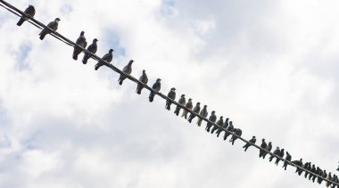 Pigeons are sitting on electric wire clipart