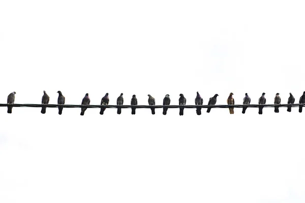 Vereinzelte schwarze Silhouetten von Tauben auf weißem Hintergrund. — Stockfoto