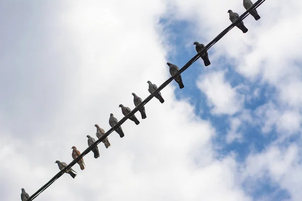 Pigeons are sitting on electric wire — Stock Photo, Image