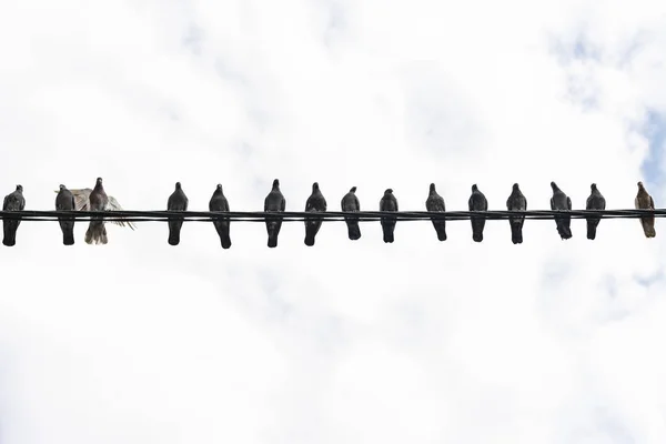 Pigeons are sitting on electric wire — Stock Photo, Image