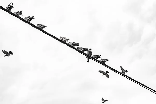 Pombos estão sentados em fio elétrico — Fotografia de Stock