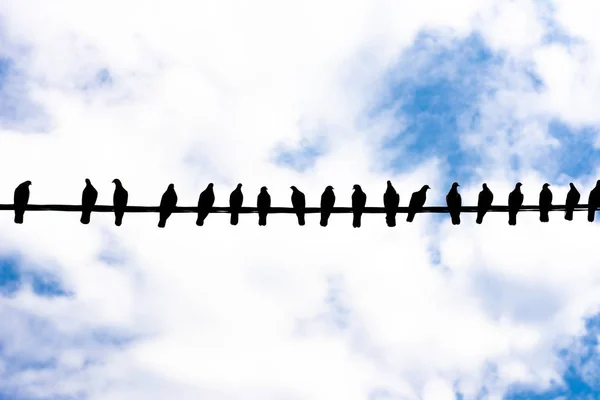 Pigeons are sitting on electric wire — Stock Photo, Image
