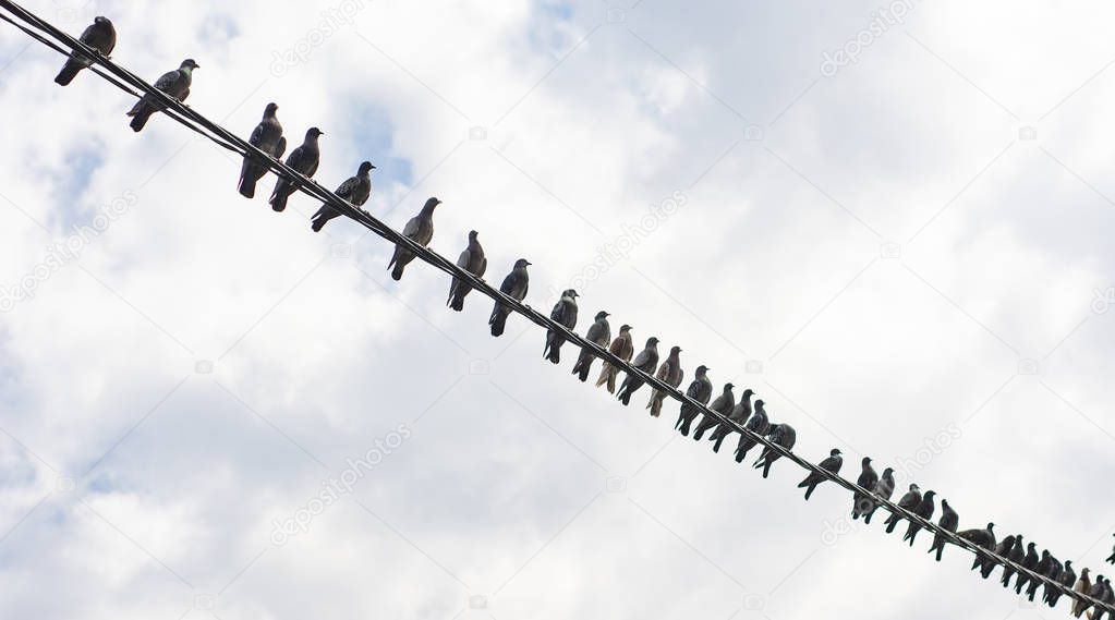 Pigeons are sitting on electric wire