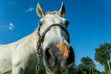 Çayır otlağındaki komik at. Güzel Beyaz Dost At, dizginleri elinde, mavi gökyüzü arka planında yaz tarlasında..