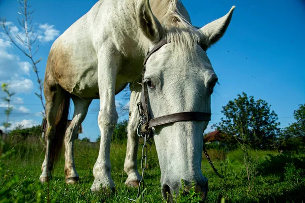 Funny Horse in a meadow pasture. Beautiful White Friendly Horse in harness with chain at Summer field on blue sky background.