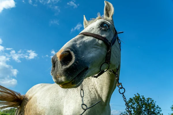 Funny Horse in a meadow pasture. Beautiful White Friendly Horse in harness with chain at Summer field on blue sky background.