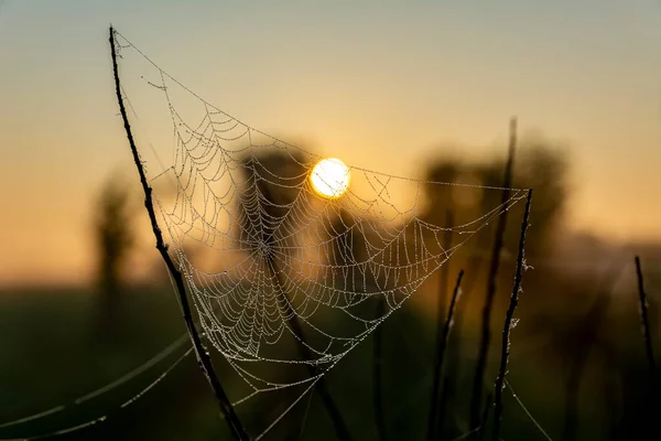 Coole Schöne Foto Von Spinnweben Mit Tautropfen Einem Frühen Morgen — Stockfoto