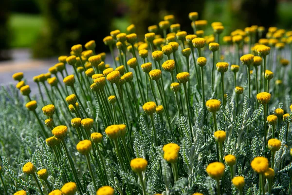 Gula Blommor Solig Sommardag Ljusa Saftiga Färger Växter Närbild Lämplig — Stockfoto
