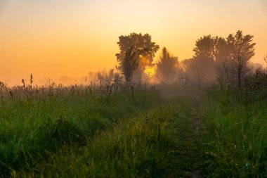 Çayır yolu, şafak vakti sis ve yemyeşil bitki örtüsü. Güzel hafif sis ve çayırdaki çimenler ve çiçekler. Güzel fantastik bir manzara Bir yaz sabahı.