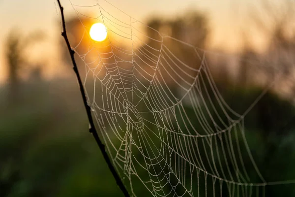 Coole schöne Foto von Spinnweben mit Tautropfen — Stockfoto