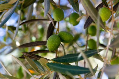 Yaprakların arasındaki dallarda yeşil zeytin