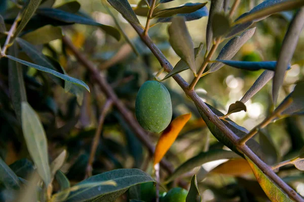 Green olives on the branches among the leaves