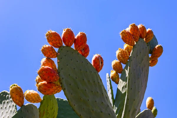 Opuntia ficus-indica, the prickly pear