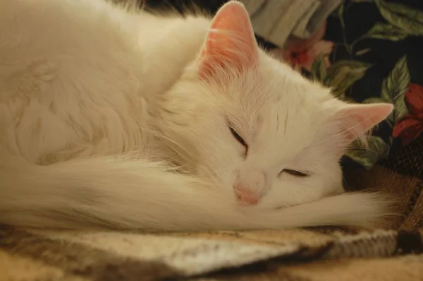 Gato Blanco Dormido Con Orejas Rosadas Nariz — Foto de Stock