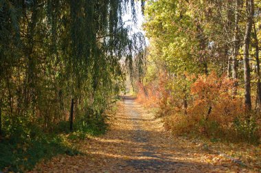 renkli sonbahar forest, landscape.background