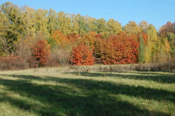 Barevné Podzimní Les Landscape Background — Stock fotografie