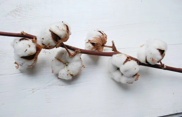 cotton branch with flowers on a white background