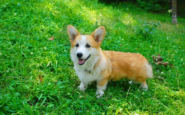 Little Corgi Brown White Green Grass — Stock Photo, Image