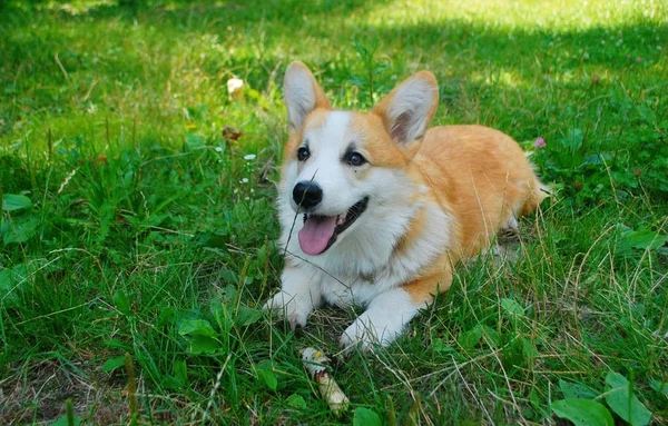 Poco Corgi Brown Blanco Sobre Hierba Verde Imagen De Stock