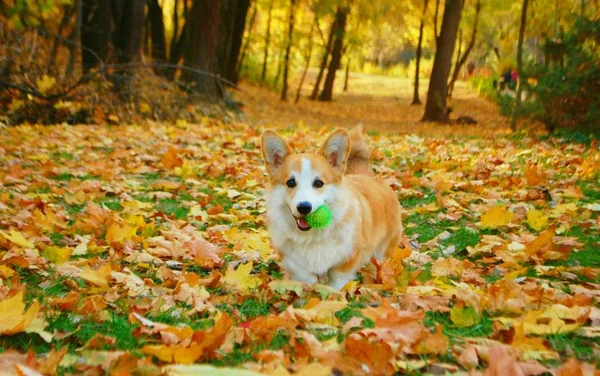 Lindo Perro Corgi Sobre Fondo Del Paisaje Otoñal Fotos De Stock