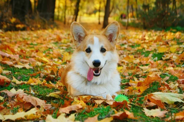 Lindo Perro Corgi Sobre Fondo Del Paisaje Otoñal Imágenes De Stock Sin Royalties Gratis