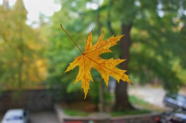 Penceredeki bir sonbahar yaprağı. Yeşil arkaplan.