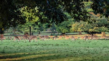 Ağaçlarla çevrili benekli güneş ışığı altında yemyeşil bir çayırda otlayan benekli geyik sürüsü..
