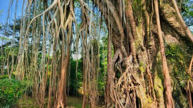 Görkemli banyan ağacı. Hava köklerinden oluşan çetrefilli bir ağıyla yemyeşil bir ormanda doğal bir perde oluşturuyor..