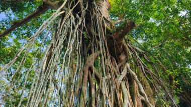 Titreyen tropikal bir ormandaki yoğun hava kökleri ağıyla görkemli ve antik banyan ağacına bakıyorum..
