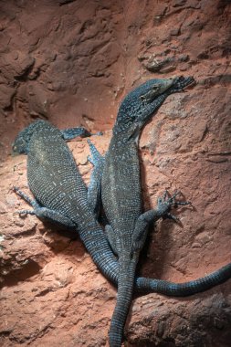 Varanus makroei - Mavi benekli ağaç monitörü