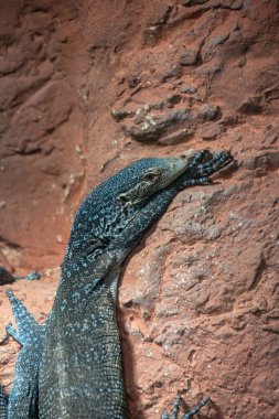 Varanus makroei - Mavi benekli ağaç monitörü