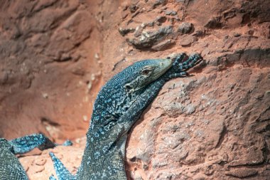 Varanus makroei - Mavi benekli ağaç monitörü
