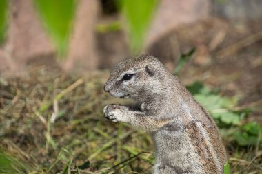 Barbar yer sincabı - Yakın çekim