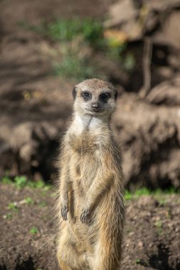 Bir mirketin yakın çekimi
