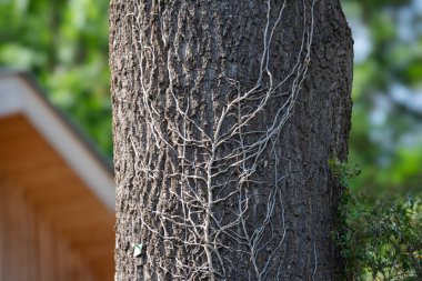 Üzerinde filizlenen bir ağaç.