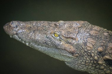 Suda yüzen timsah - Yaklaş
