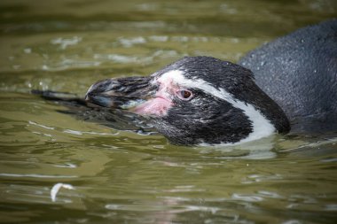 Suda yüzen bir penguen - Yaklaş
