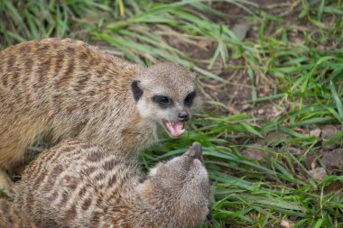 İki mirket birbiriyle savaşıyor.