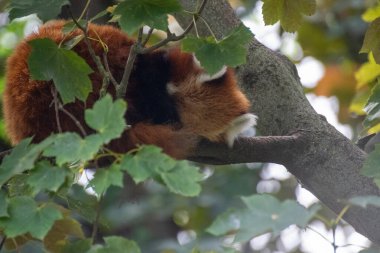 Red panda bir ağaç üzerinde uyuyor