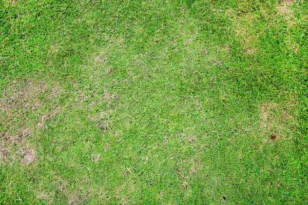 Natuurlijke Achtergrond Van Groen Gras Mooi Groen Gras Textuur Stockfoto