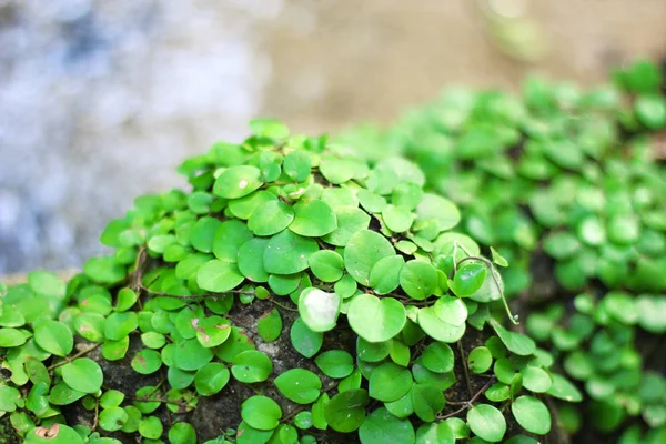 Hojas Verdes Fondo Natural Plantas Trepadoras —  Fotos de Stock