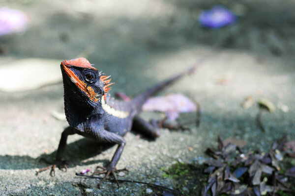 Colorful Chameleon Ground Forest — Stock Photo, Image