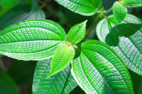 Daun Segar Dan Hijau Latar Belakang Alam Konsep Latar Belakang — Stok Foto