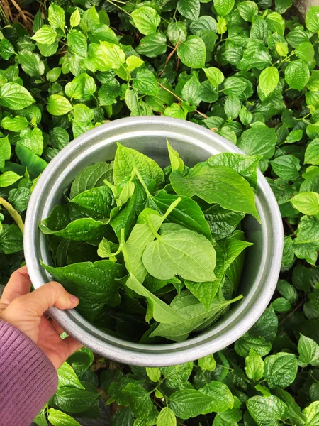 Green Wild Betel Leafbush Sayuran Hijau Daun Latar Belakang Alam — Stok Foto