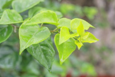 tropikal orman bitkinin yaprak yeşil duvar doku doğa