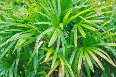 tropikal orman bitkinin yaprak yeşil duvar doku doğa