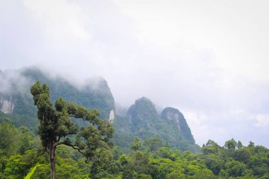 güzel manzara doğa sabah. Yeşil bitki ve ağaç yağmur ormanı Mountain